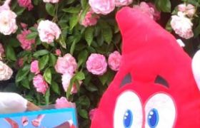 Collecte festive et évènementielle du 16 juin